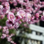 京のいいニュース